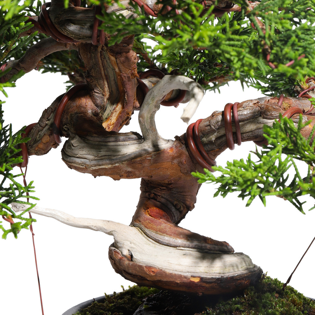 真柏 -Japanese Juniper- （推定樹齢30年）-M0011-｜TRADMAN'S BONSAI